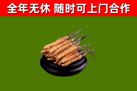 固原回收散虫草